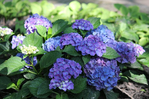 Dix tendances à suivre pour aménager son jardin en 2022